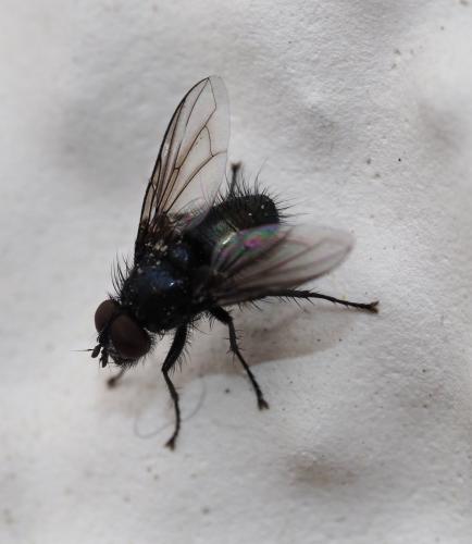 Réf. 227 796 : Bellardia sp.